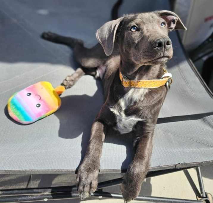 Photo of Barkley - Eden Puppy 5