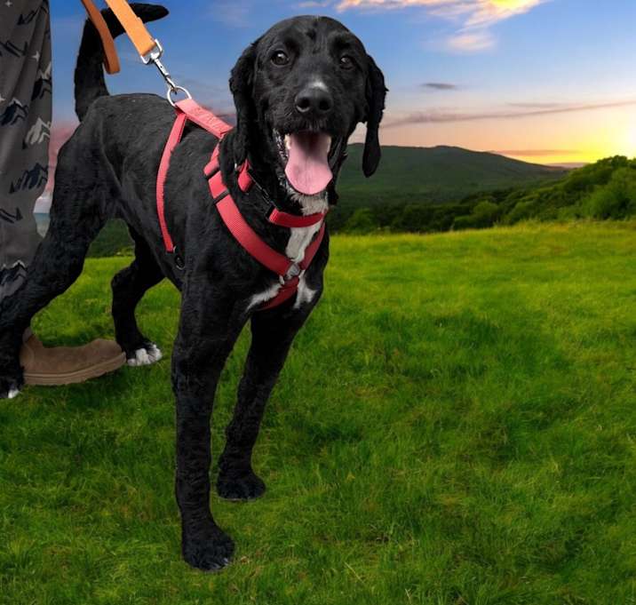 Photo of Maisy