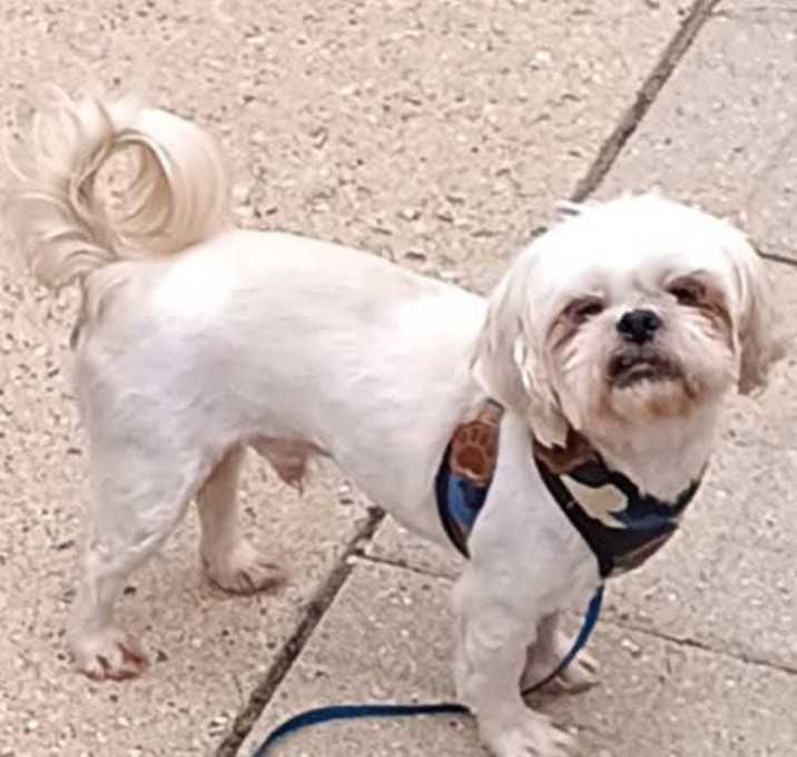 Photo of Buddy
