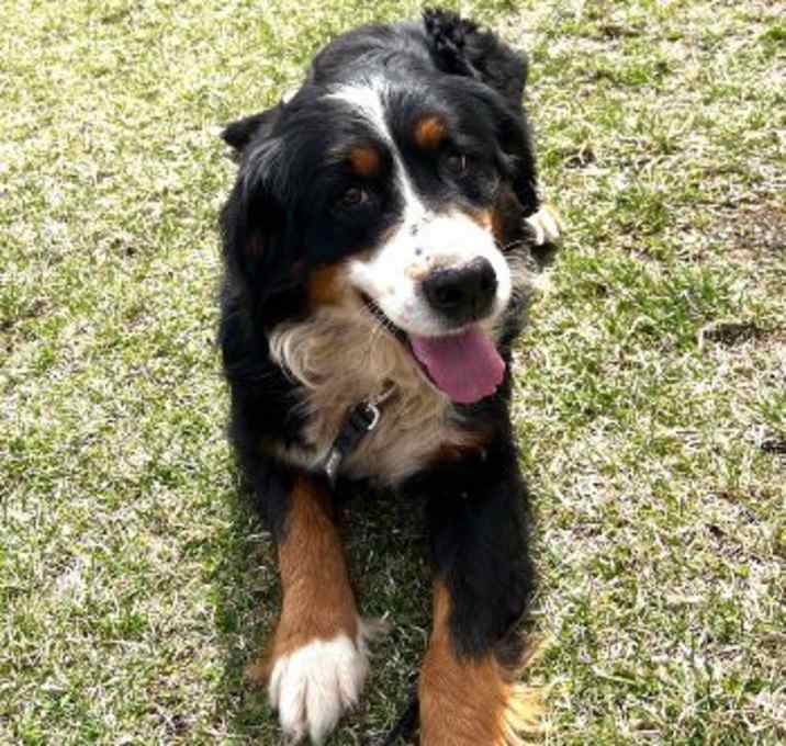 Photo of Daisy