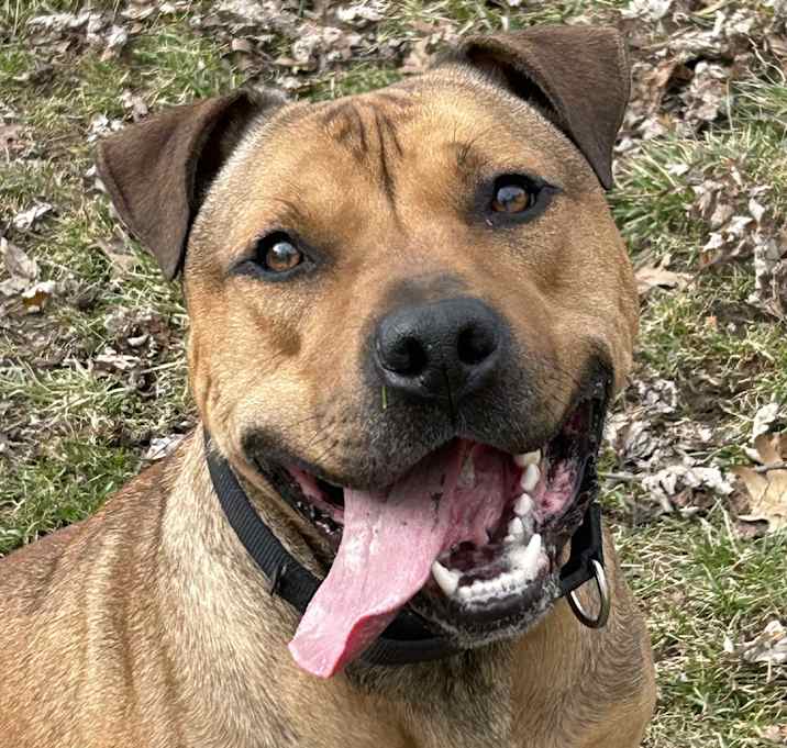 Photo of Moose