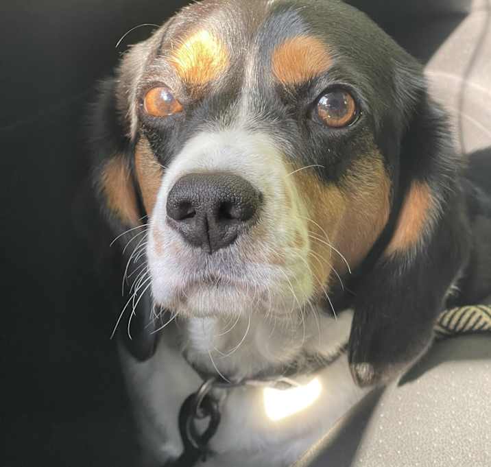 Photo of Buster