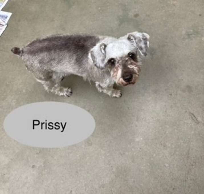 Photo of Prissy