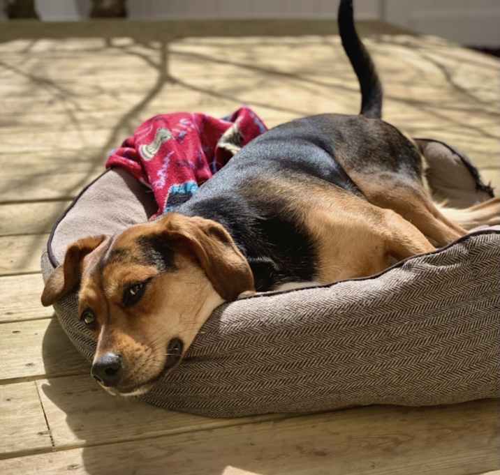 Photo of Lyla