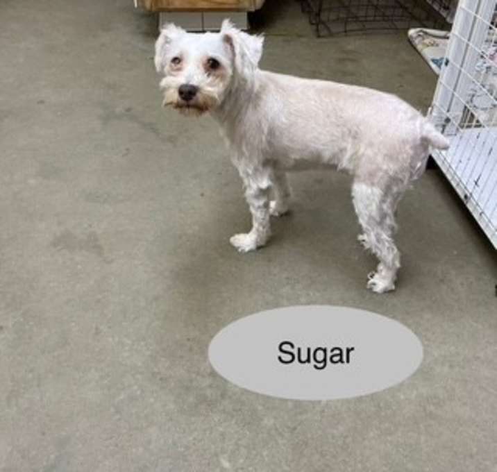 Photo of Sugar