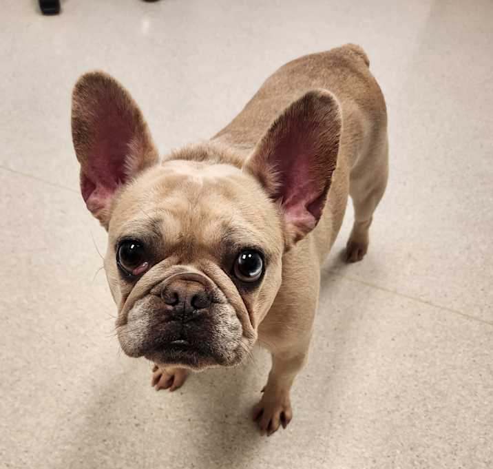 Photo of Frankie