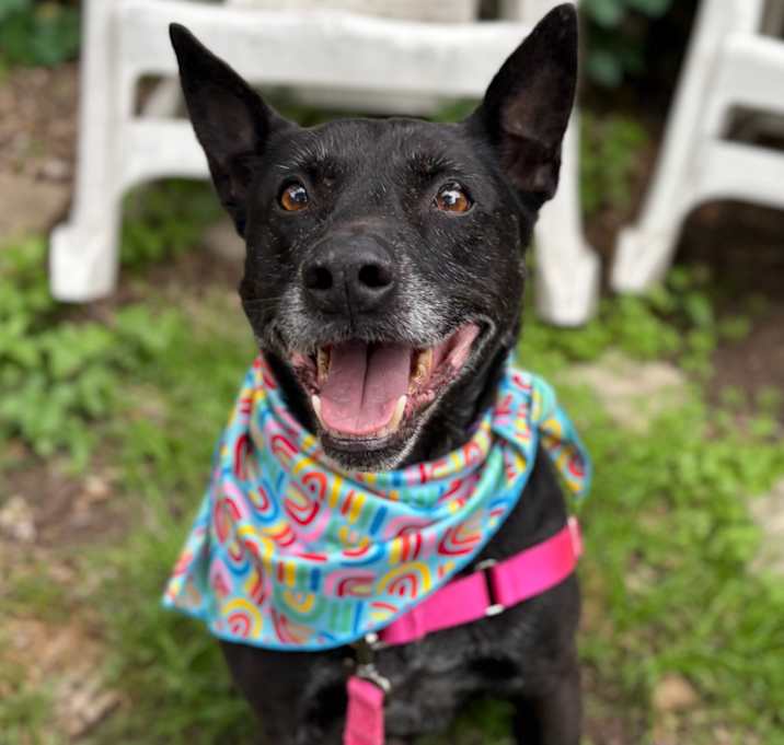 Photo of Gufi