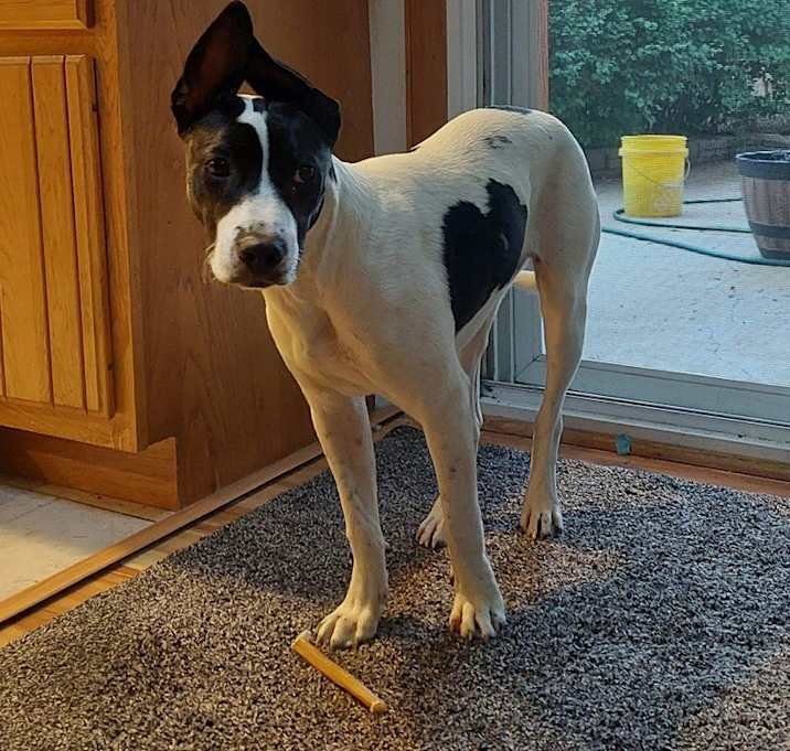 Photo of Floppy