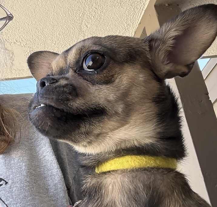 Photo of Bella AKA Penny