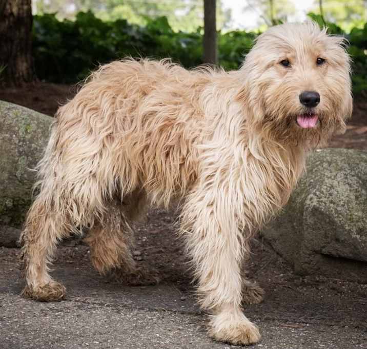 Photo of Butterscotch Bonnie