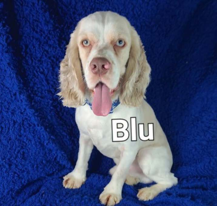 Photo of Blu