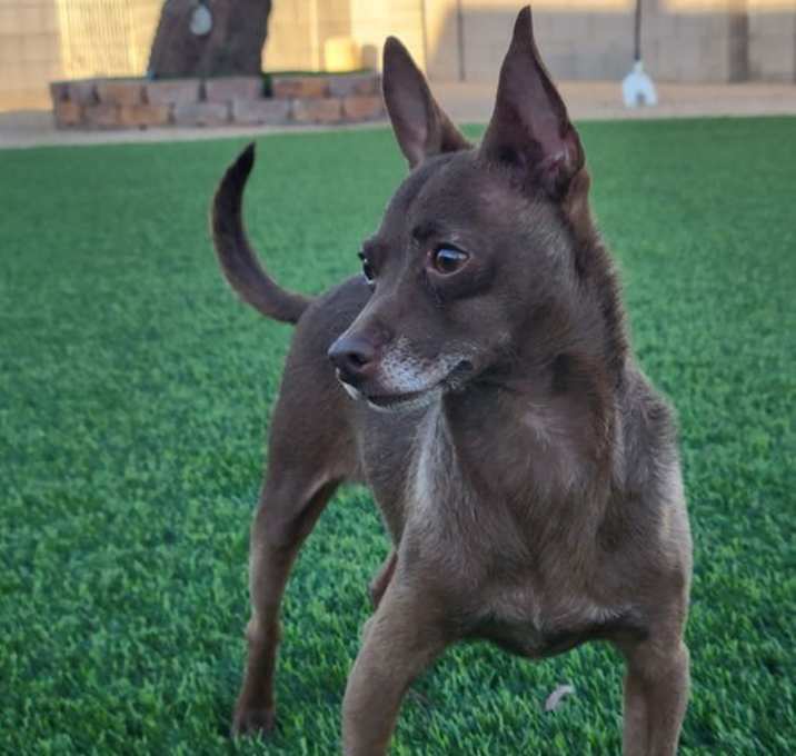 Photo of Amber