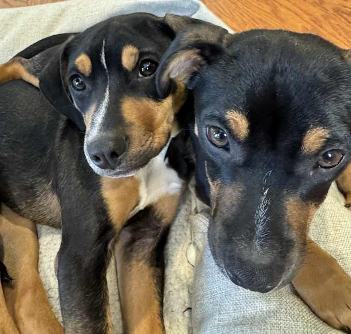 Photo of Reese & Coco