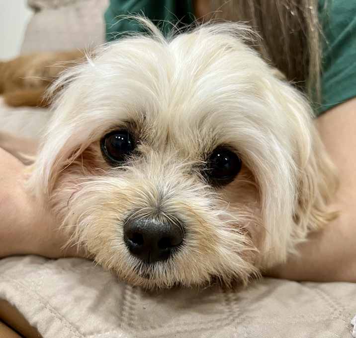 Photo of Frankie