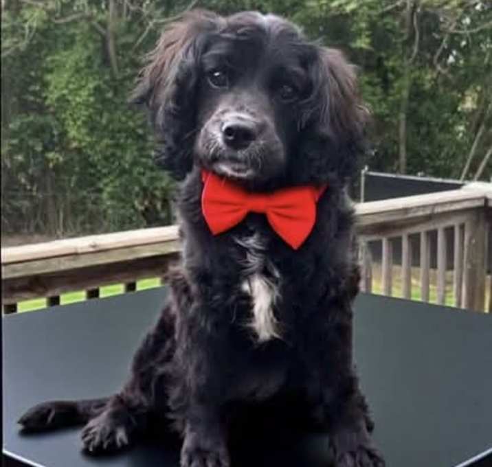 Photo of BENTLEY
