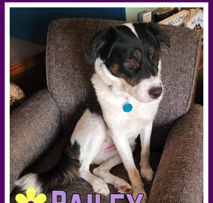 Photo of Bailey