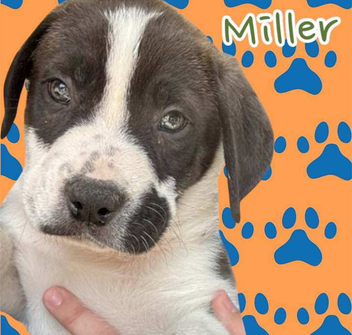 Photo of Miller