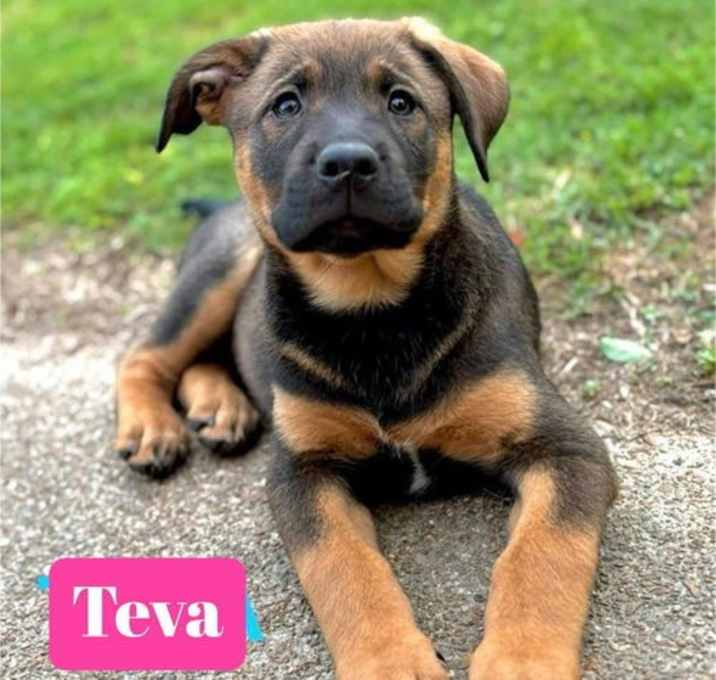 Photo of Teva *adoption pending