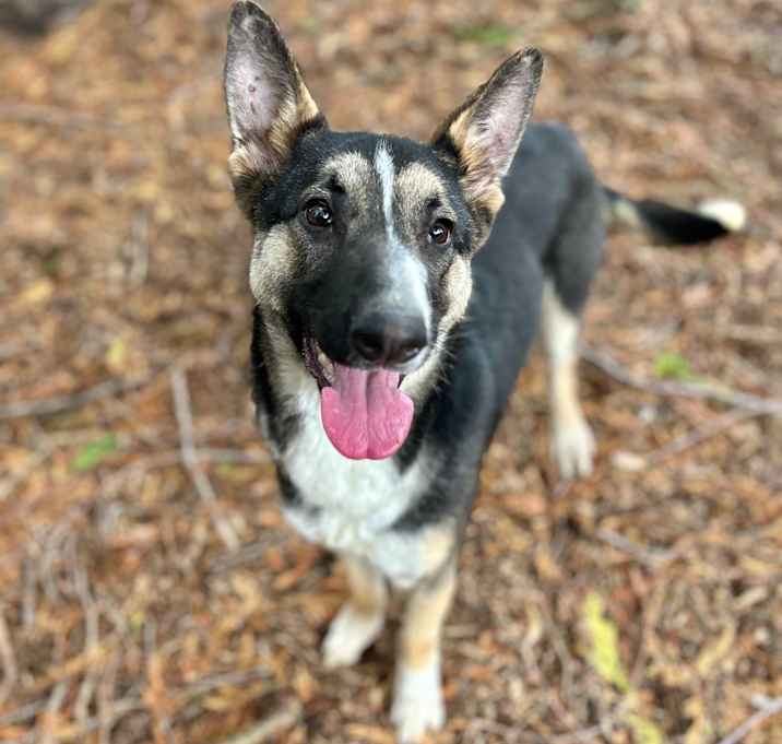 Photo of Sadie