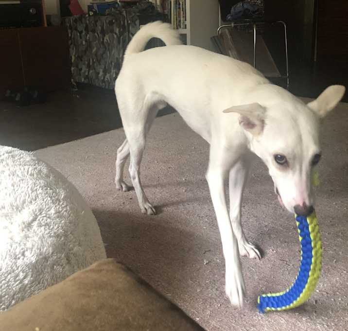 Photo of Pip