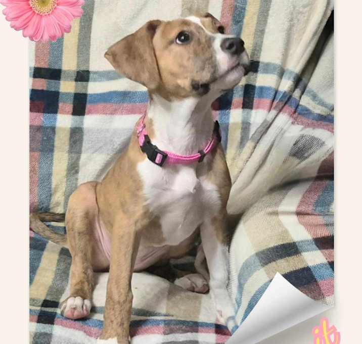 Photo of Biscuit
