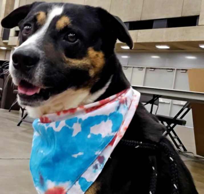 Photo of Dodge