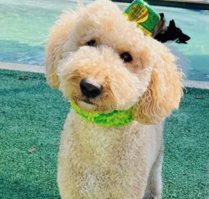 Photo of Archie