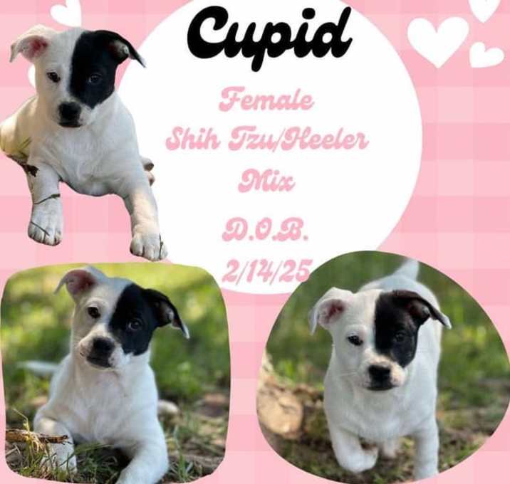 Photo of Cupid