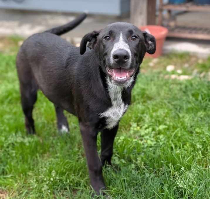 Photo of Live Wire - Loving Pup!
