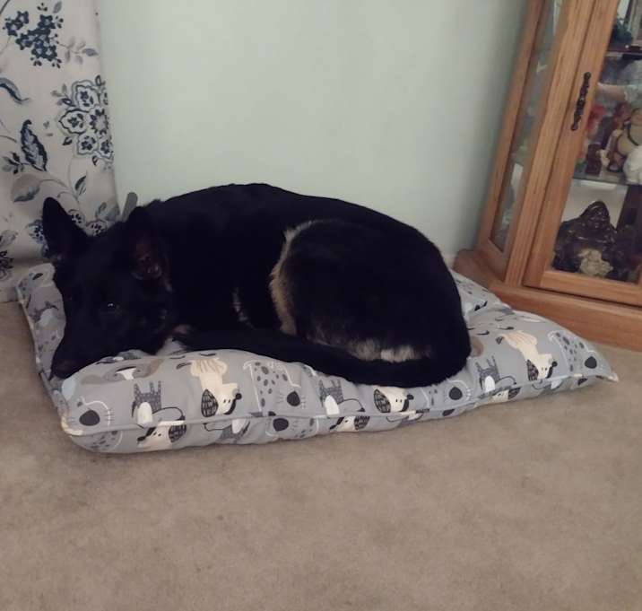 Photo of Bailey