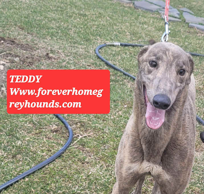 Photo of TEDDY