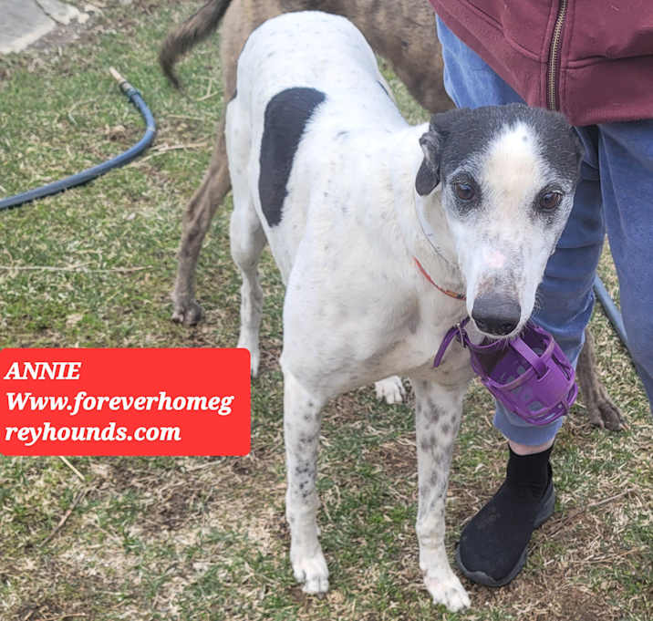 Photo of ANNIE