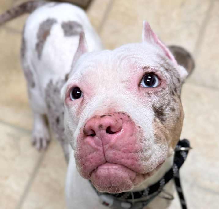 Photo of Mutt-Ella
