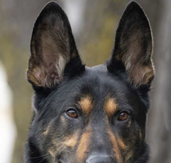 Photo of Chief