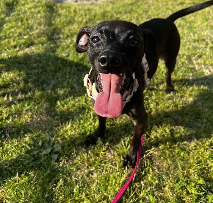 Photo of Delilah