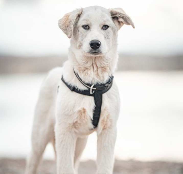 Photo of Diesel
