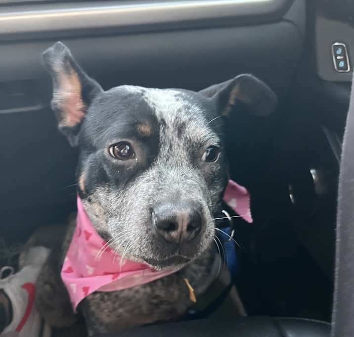 Photo of Lady