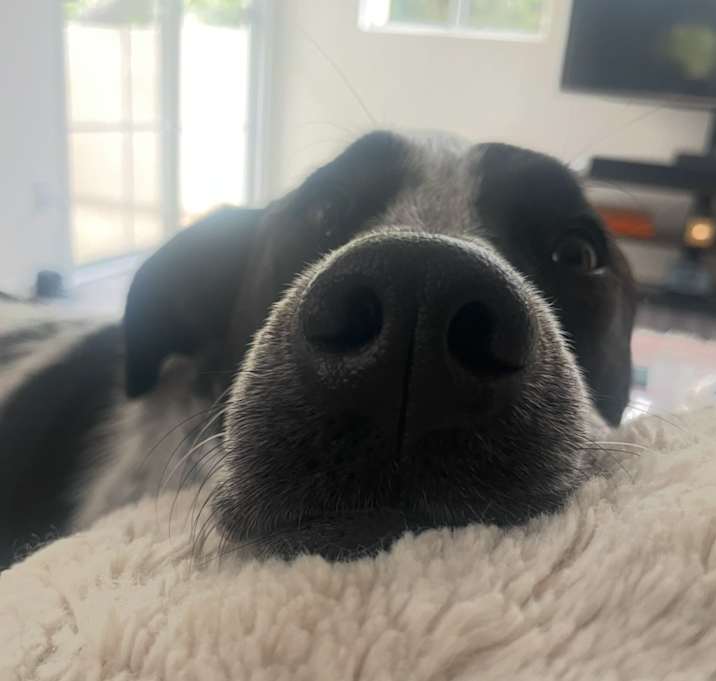 Photo of Pebble