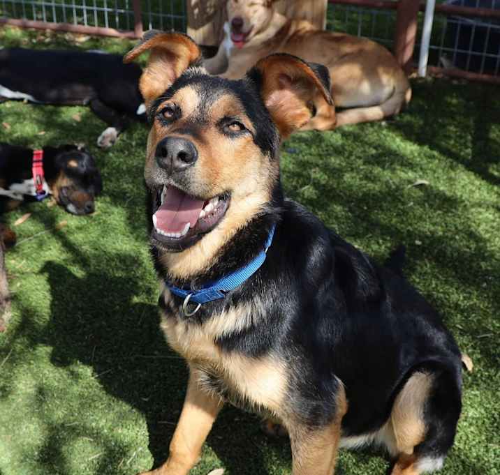 Photo of Baxter