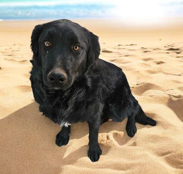 Photo of COWBOY AND SHADOW