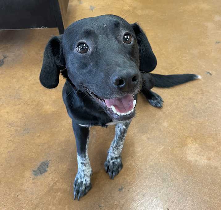 Photo of Domino