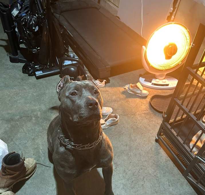Photo of Nala