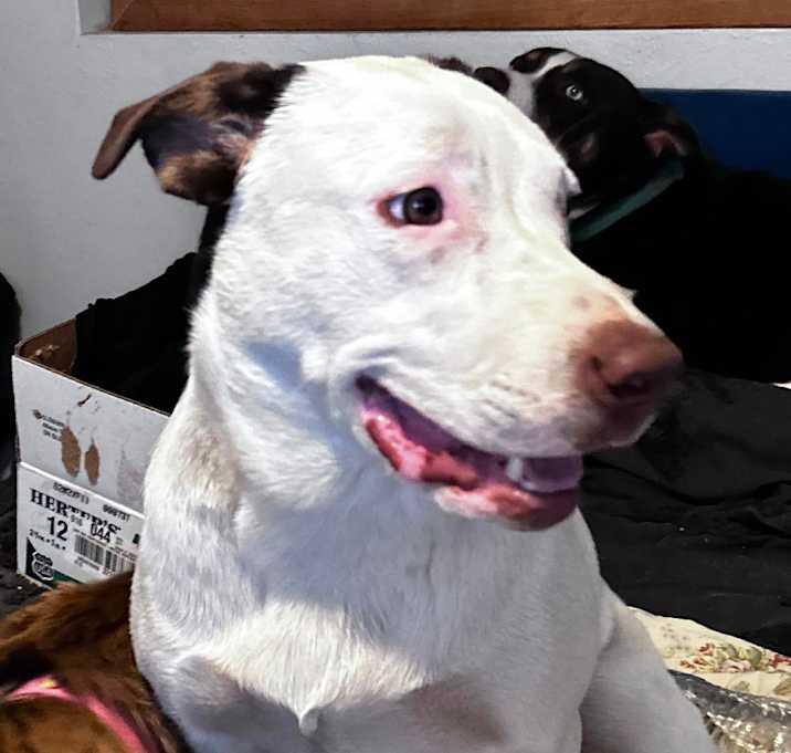 Photo of DOTTIE MOO