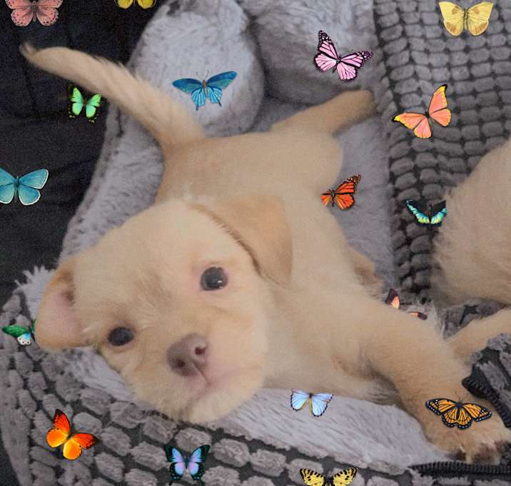 Photo of Sugar