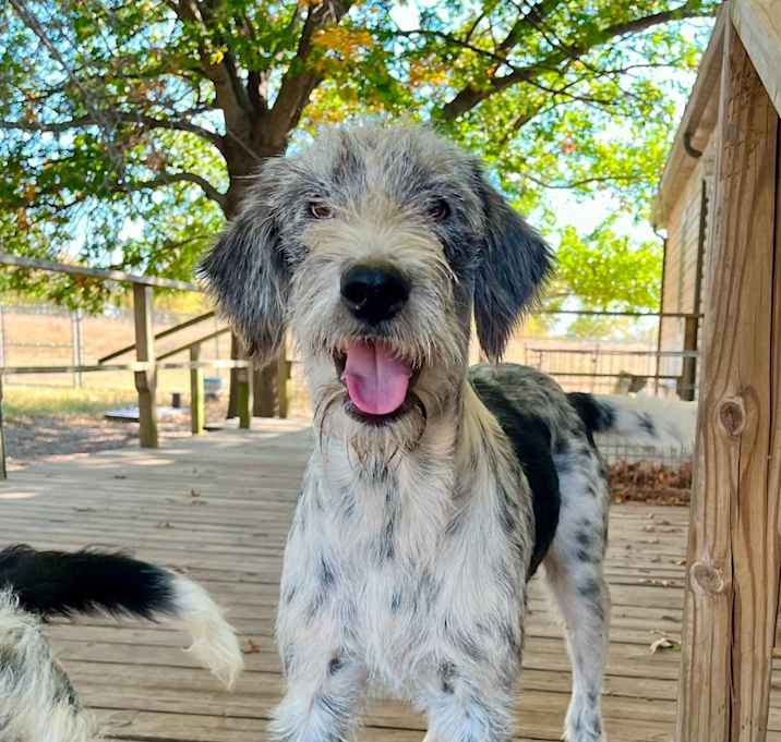 Photo of Romeo