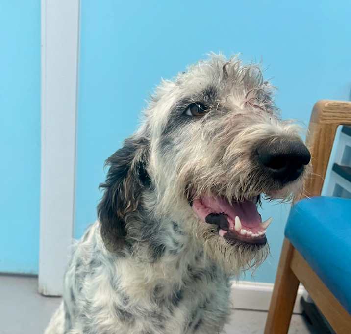 Photo of Blue