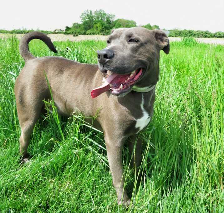 Photo of Ruff