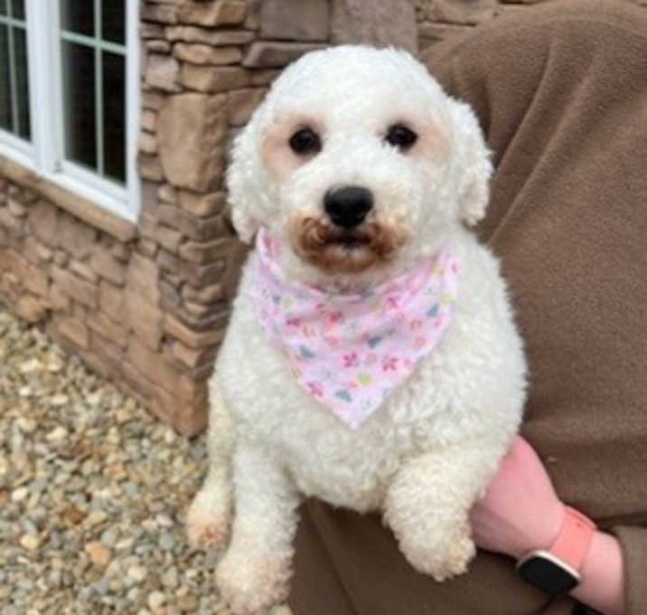 Photo of Tillie Bichon