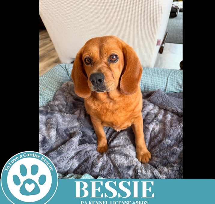 Photo of Bessie 040525