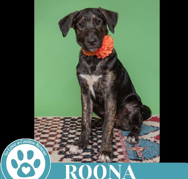 Photo of Roona (The Ruffnecks) 040525